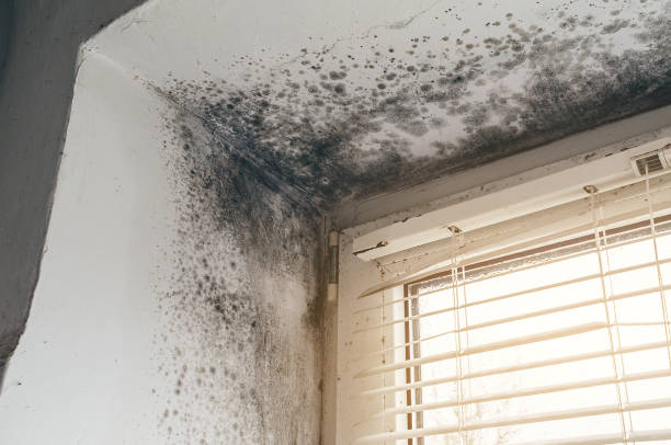 Affordable Basement Mold Remediation solutions in Duncannon, PA