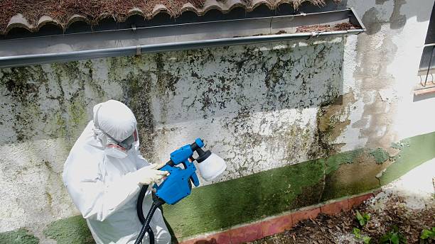 Top rated local Basement Mold Remediation specialists in Duncannon, PA
